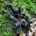 Xylaria species